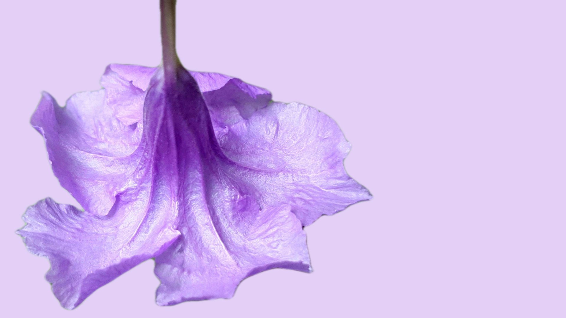a purple flower on a stick